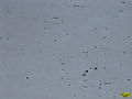 Scot Forge in house generated image of Highlander 613 at 50X magnification